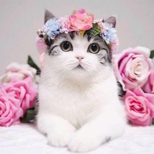 🐱عالم القطط🐱