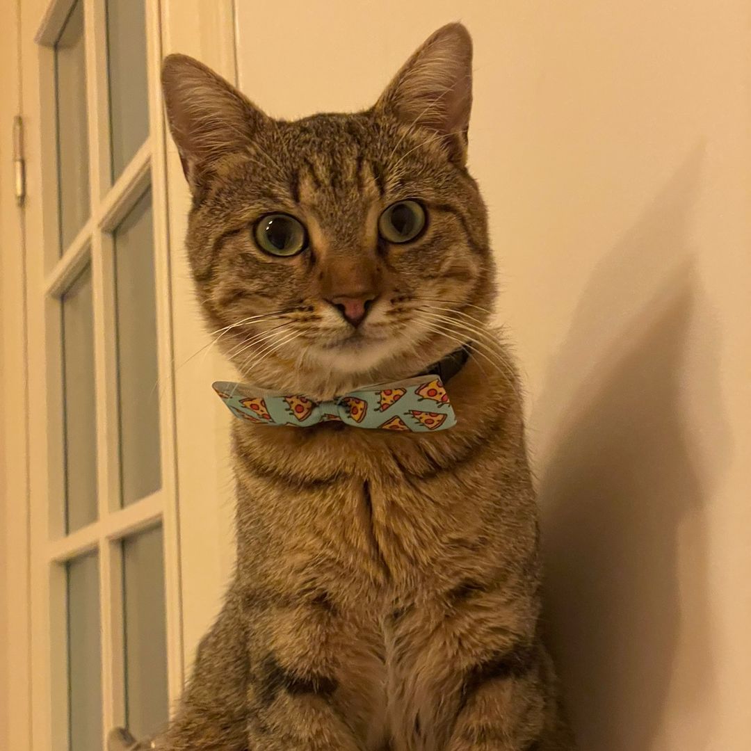 catsofistanbuI