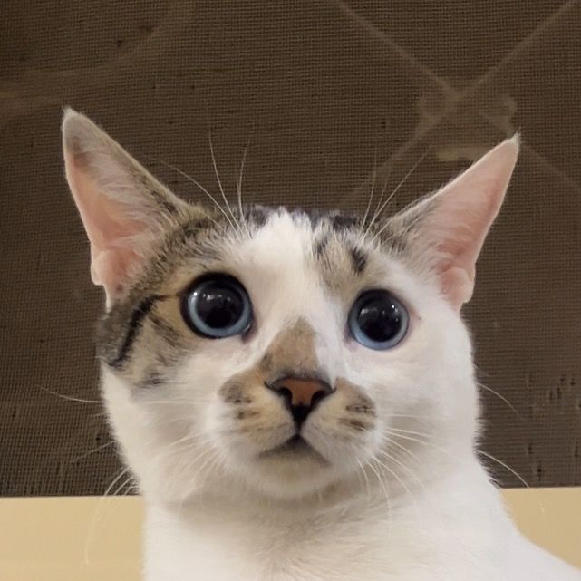 Tuti&Her Siblings 🐾