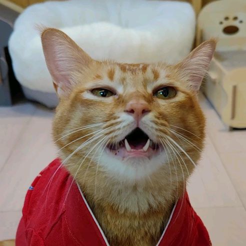 Cat View