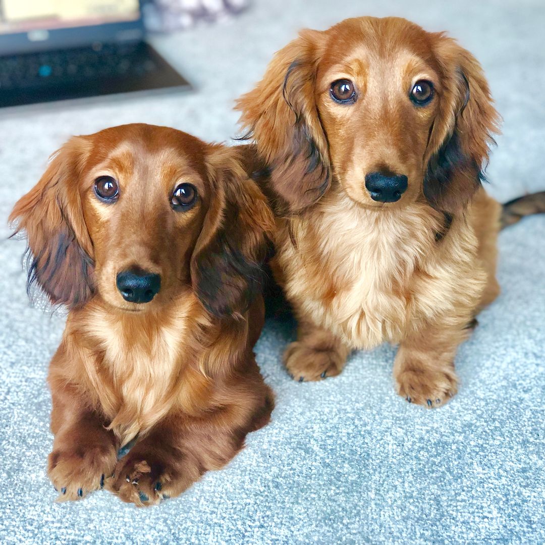 cheddarandchester