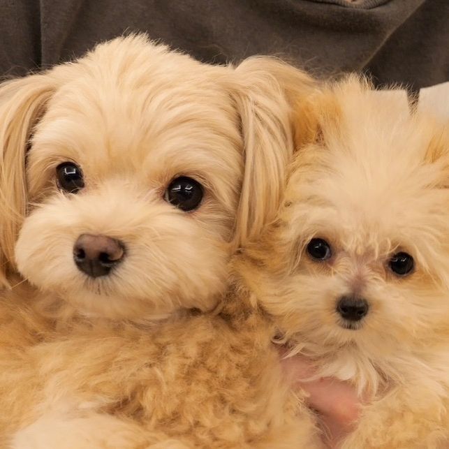 ちくわとつくね