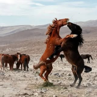 Marlon Chito Vera 🇪🇨