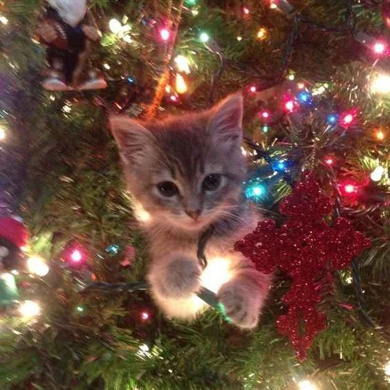 Christmas6184