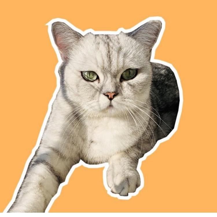 Cooking cat