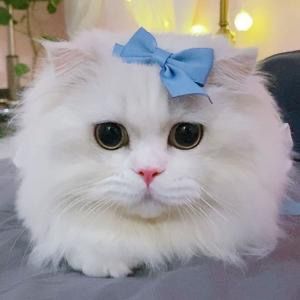 Cats.funnytime 187