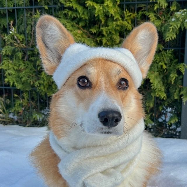 Maggie the corgi