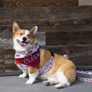 😇 Colton 🐻 & Bacon 🥓