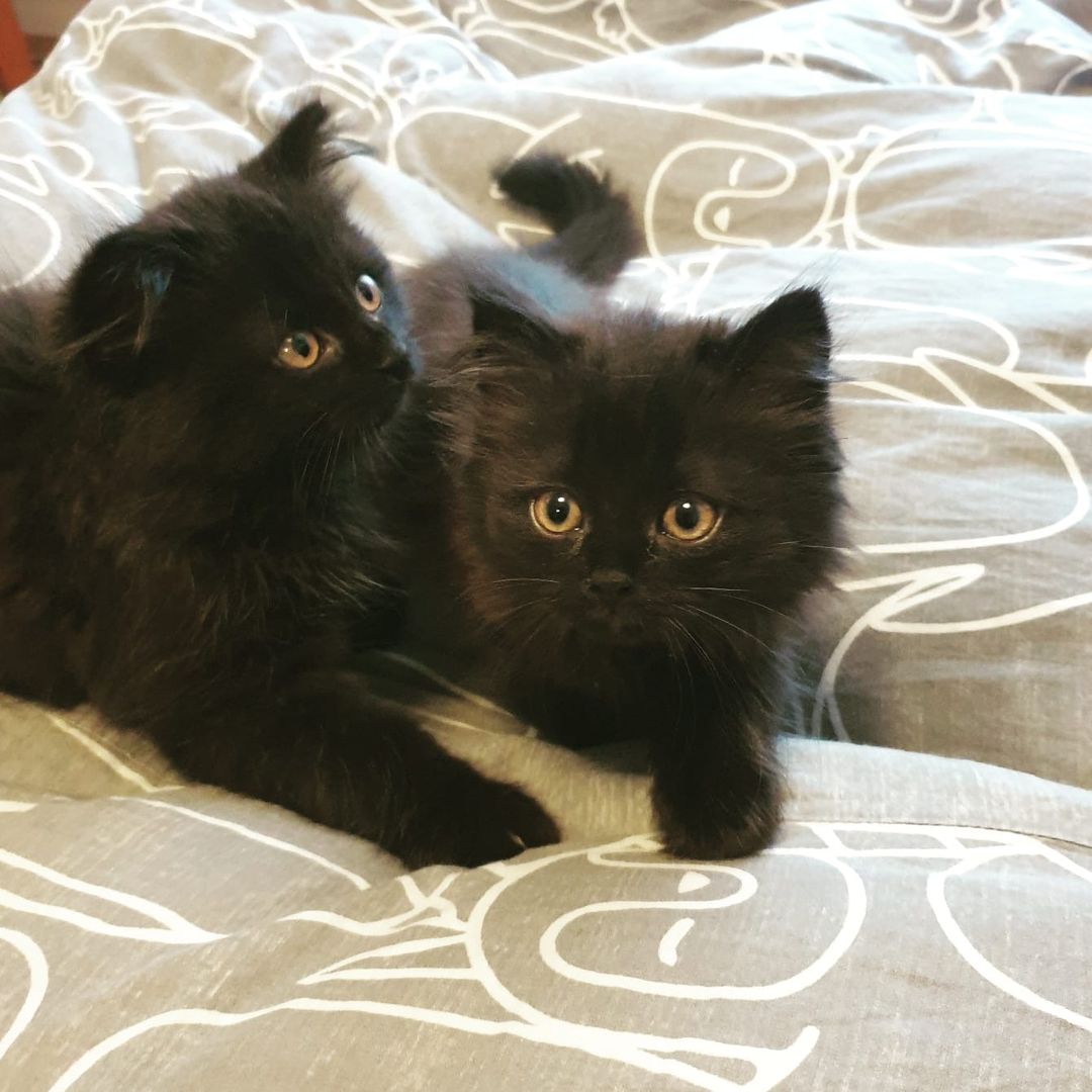 Luke & Leia & Chewie