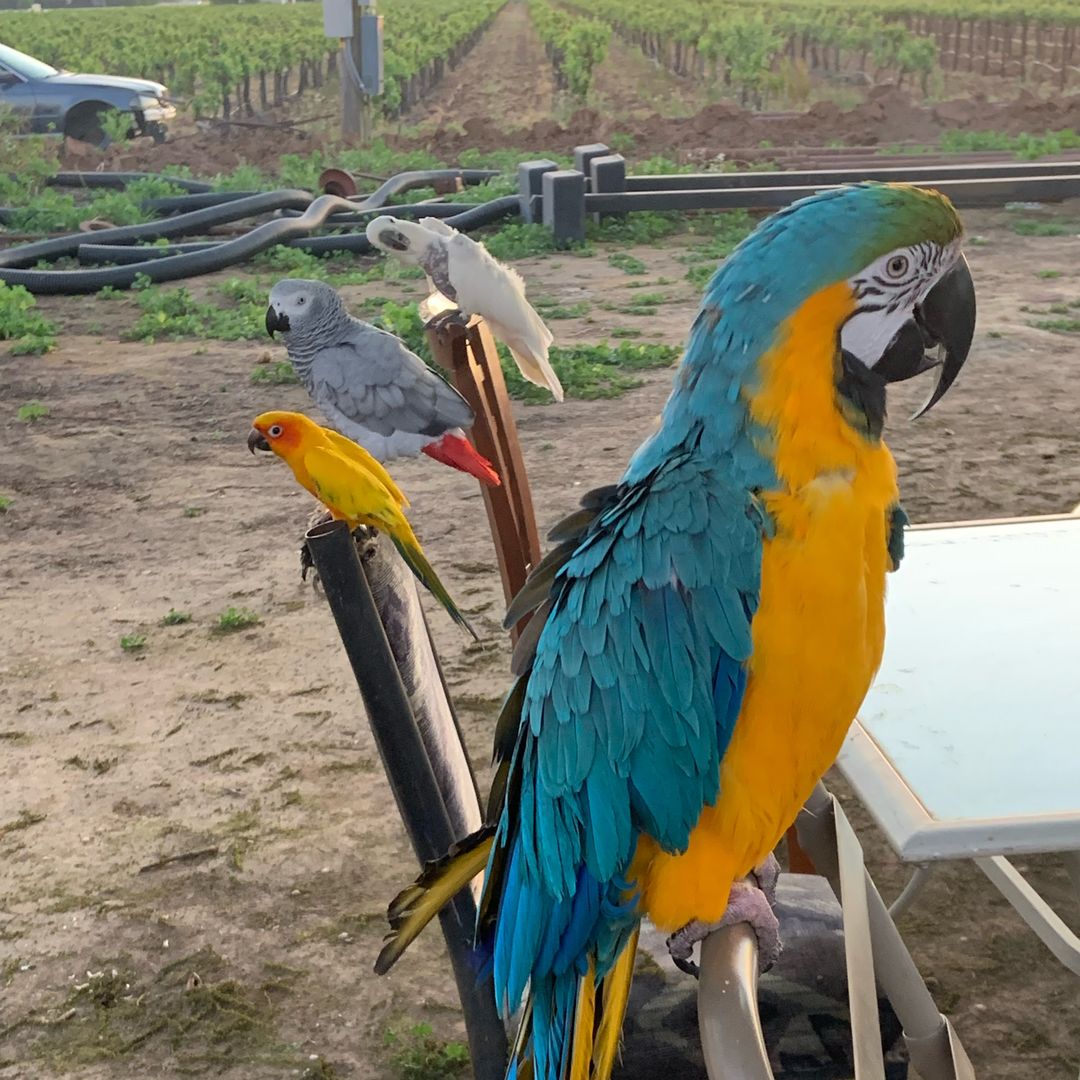 Cuatro Beaks
