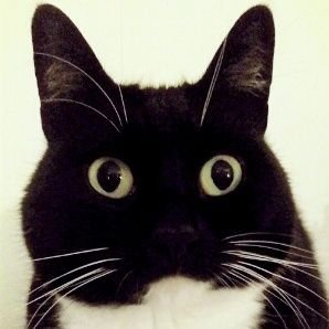 Curious Zelda