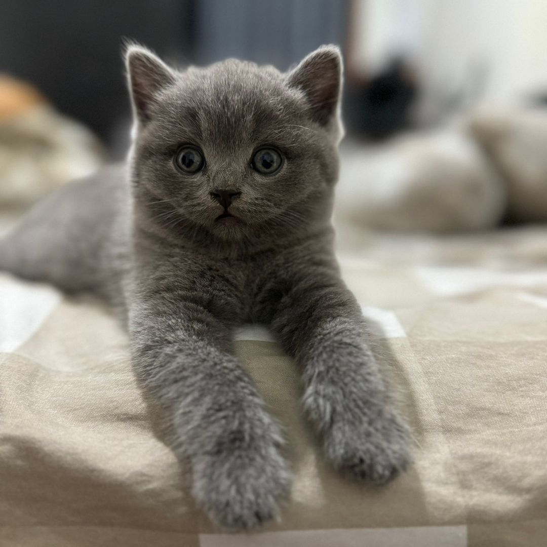 Curvasud_cattery