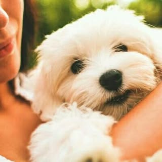 Puppies | Dogs | Pet Lovers 😘