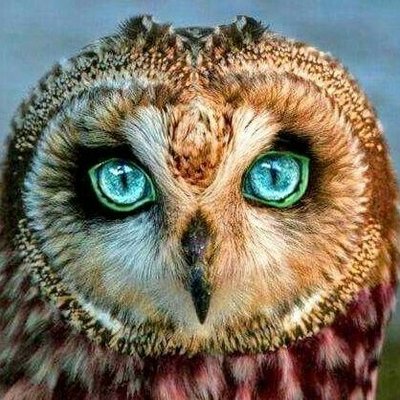 Daily Owls