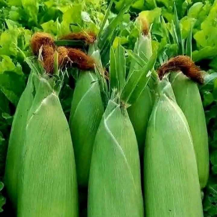 Daily Farming Village