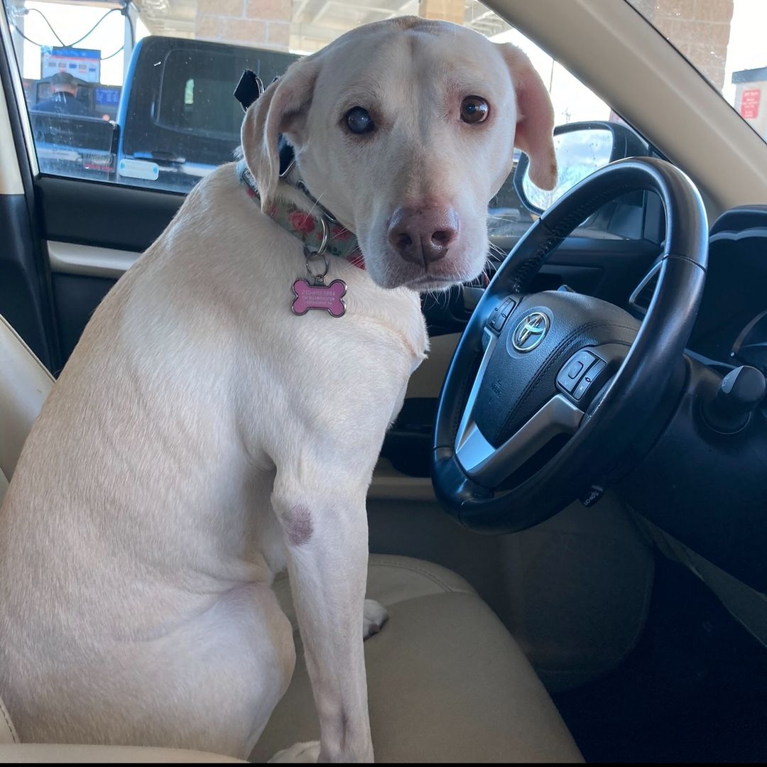 🌻Daisy the doggie🌻