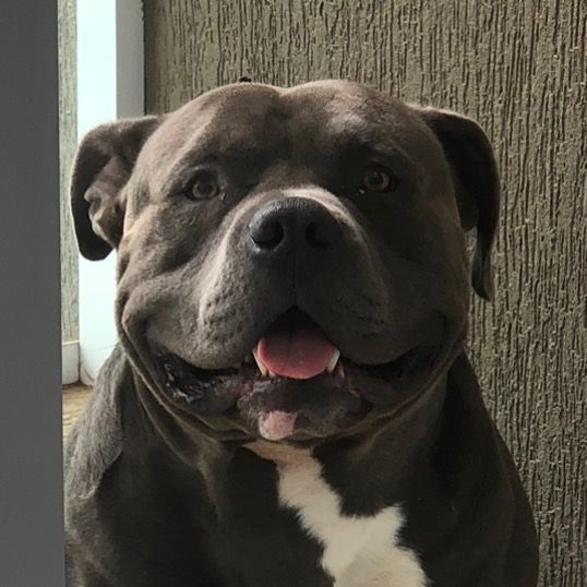 Dante Cachorrão