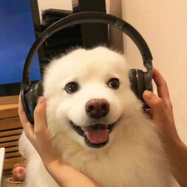 Confusing dog behavior