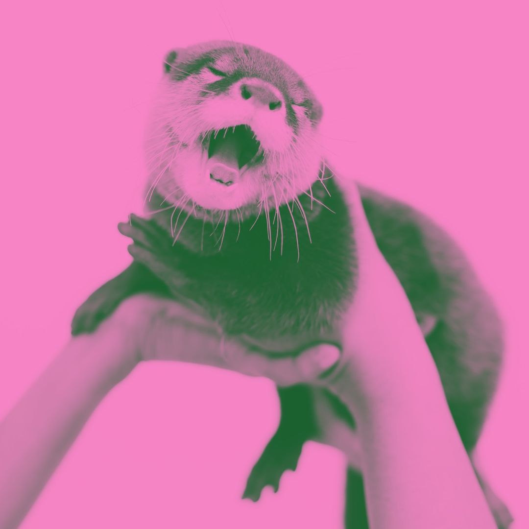 dipsy otter 🦦