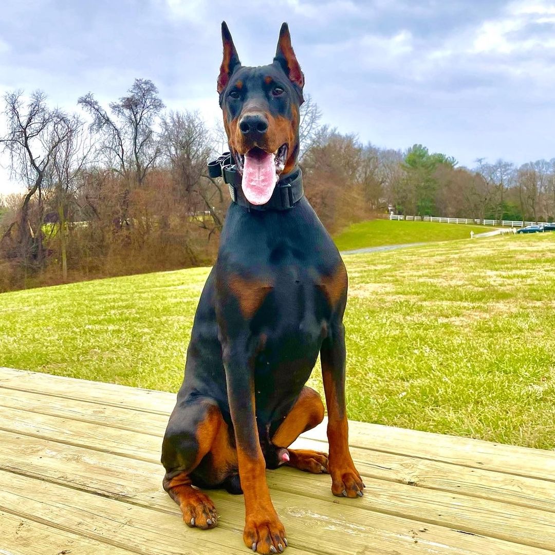 Doberman REMY and ENZO