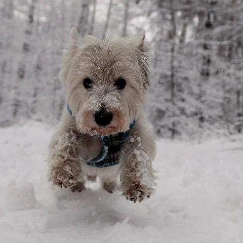 dog_forever