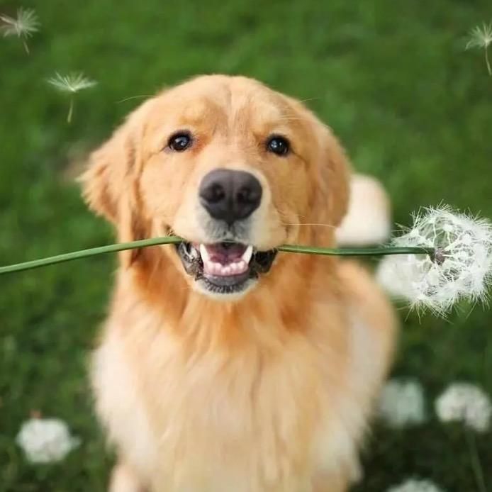 doghome22