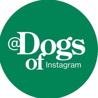 DogsOfInstagram by GreatPetCare