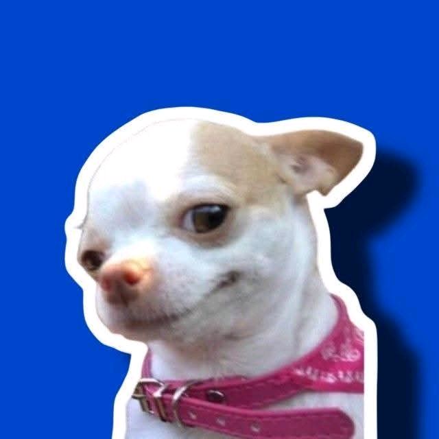 DOGUINHO FOFINHO 🐶