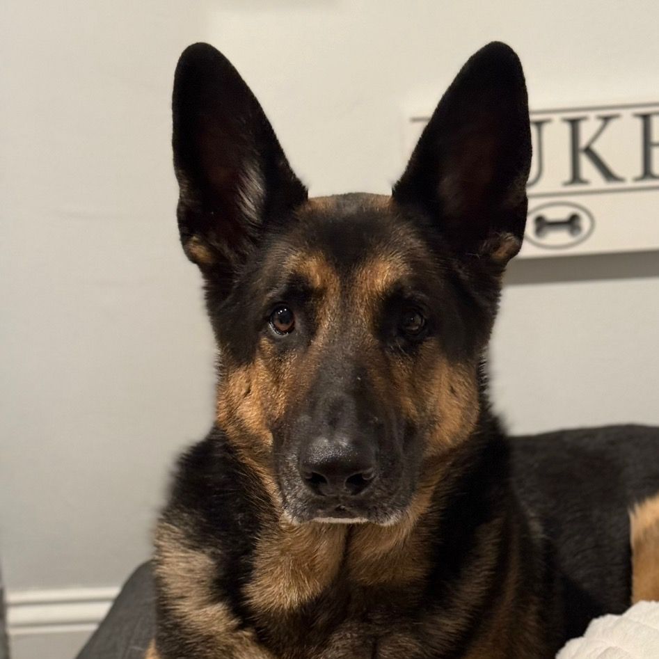 Duke