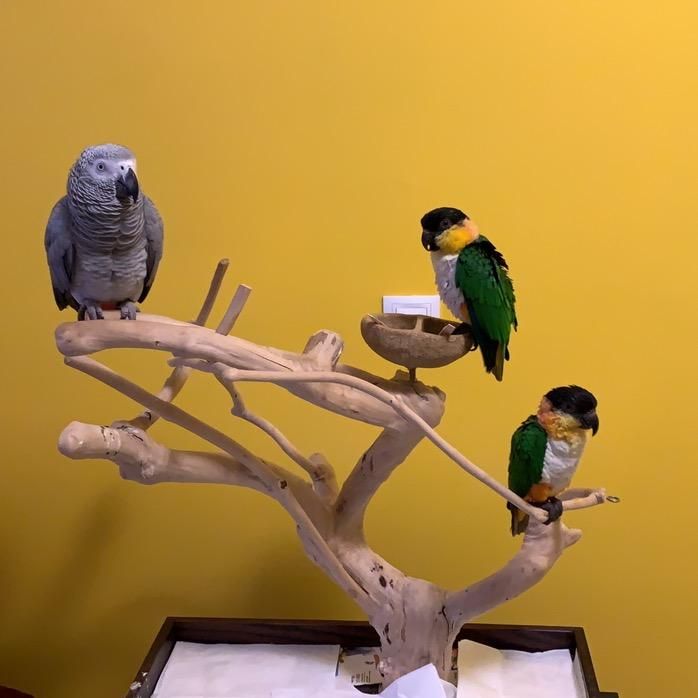 Duna_caique