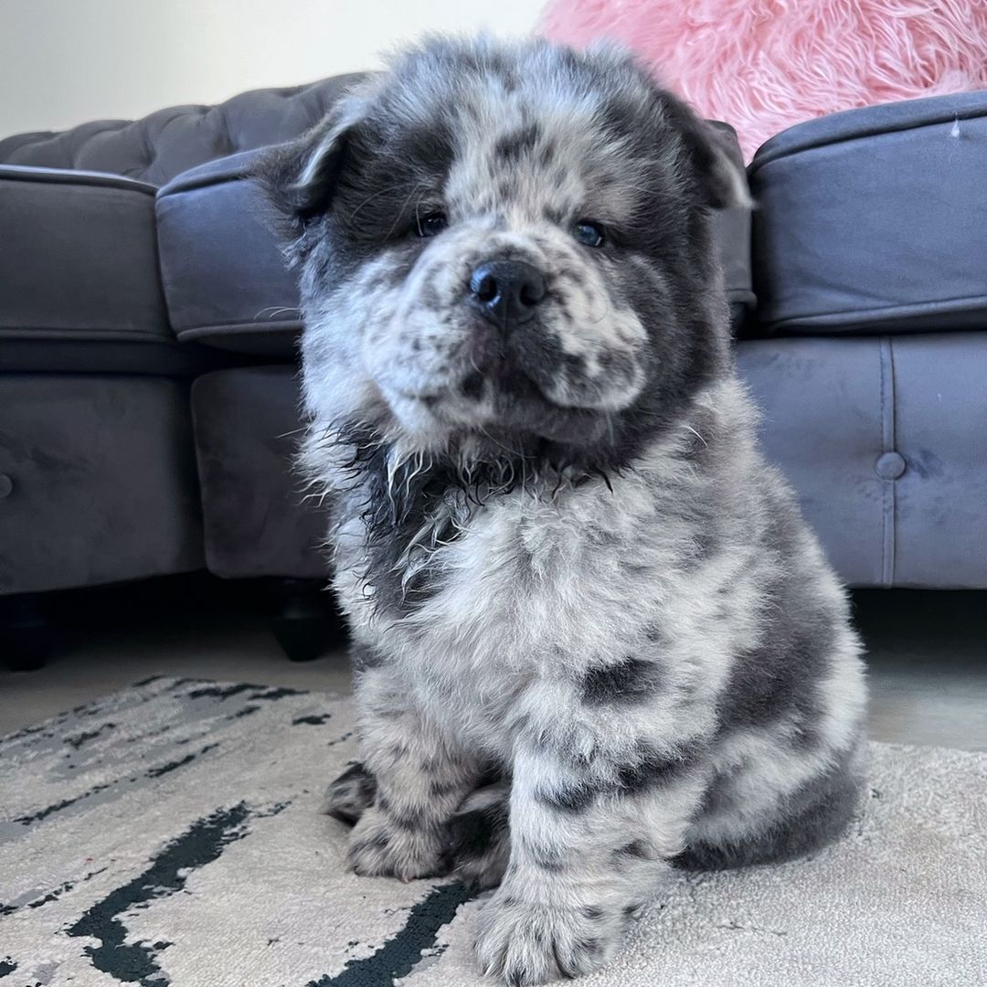 Dutchythechowchow