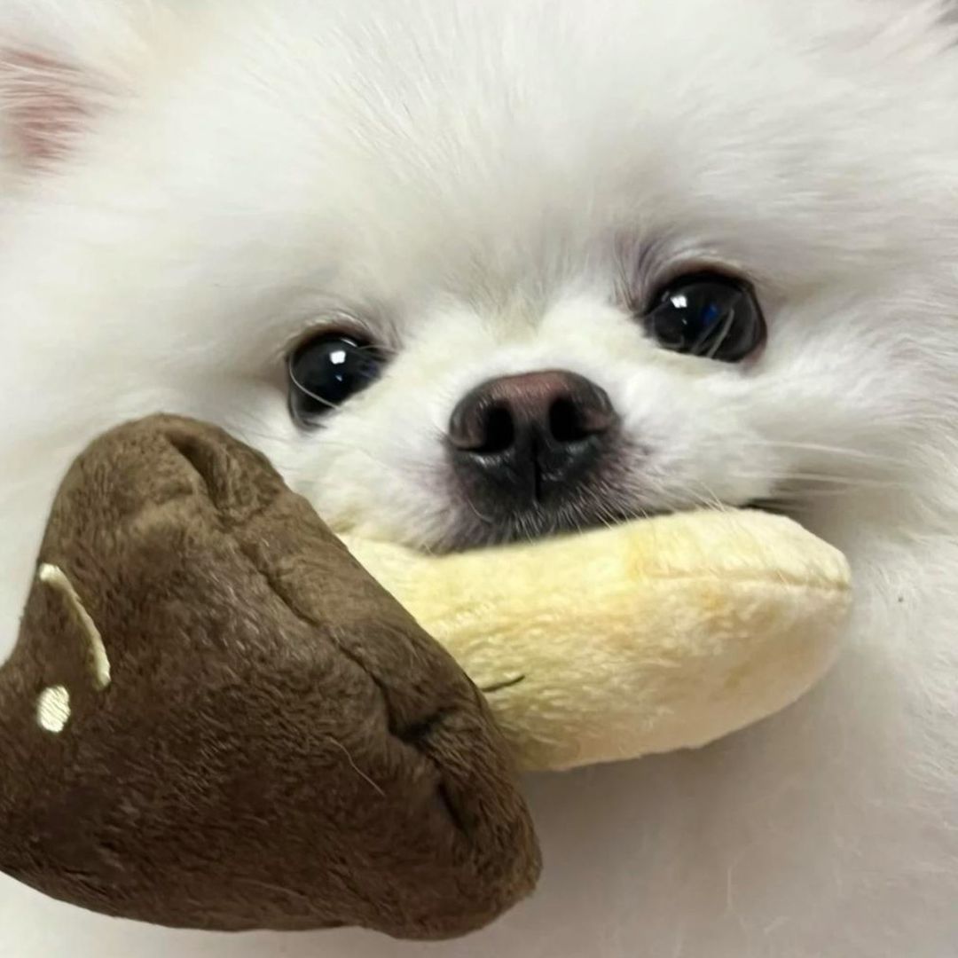 𓇼 ⋆ .˚ 𓆉  𓆝  𓆡  ⋆ .˚ 𓇼