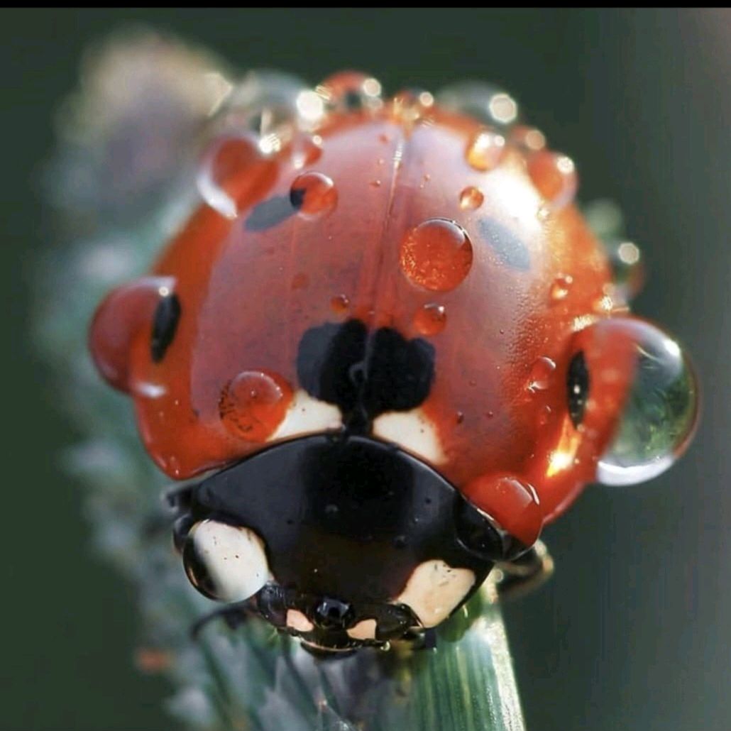 🐞m🐞e🐞r🐞y🐞