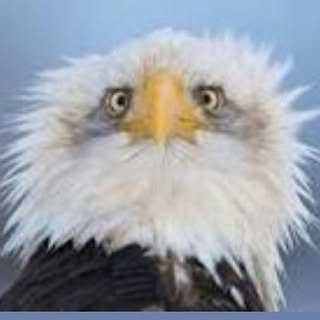 eagle