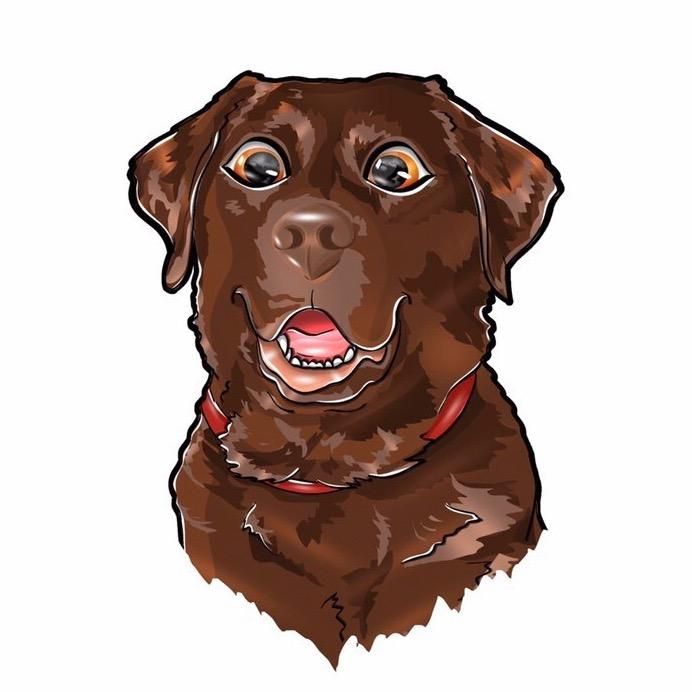 Eddie-choco-lab