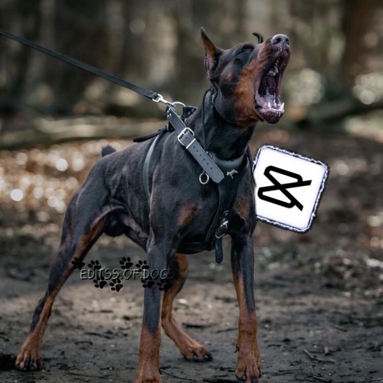 🖤⛓️DOGS⛓️🖤