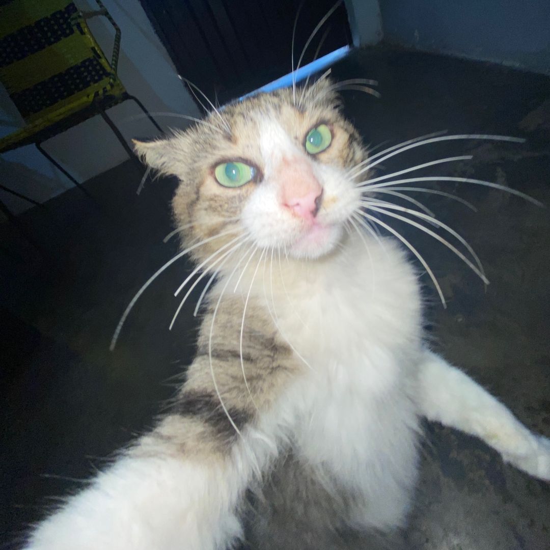 elmituUwU