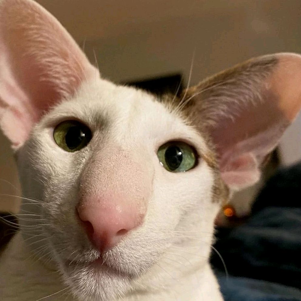 Esbugalho