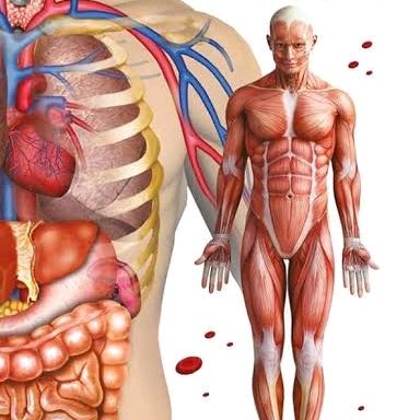 O Espetacular Corpo Humano