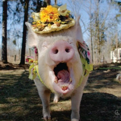 Esther TheWonder Pig