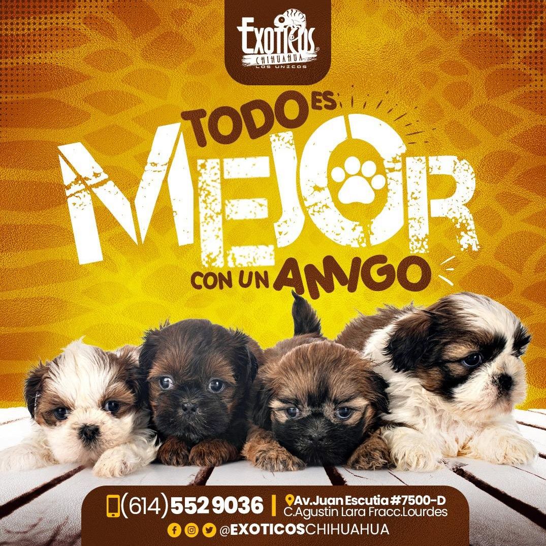 Exoticos Chihuahua