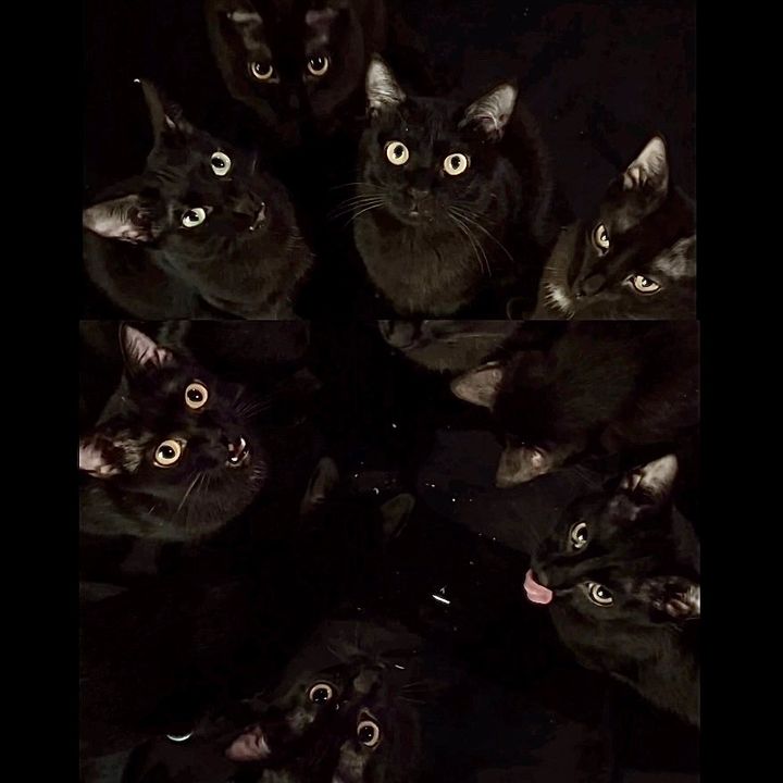 TieuCa Family