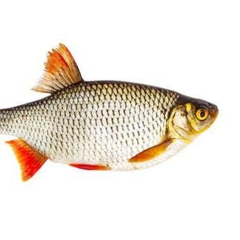 🇺🇸 FISHING TIKTOKS