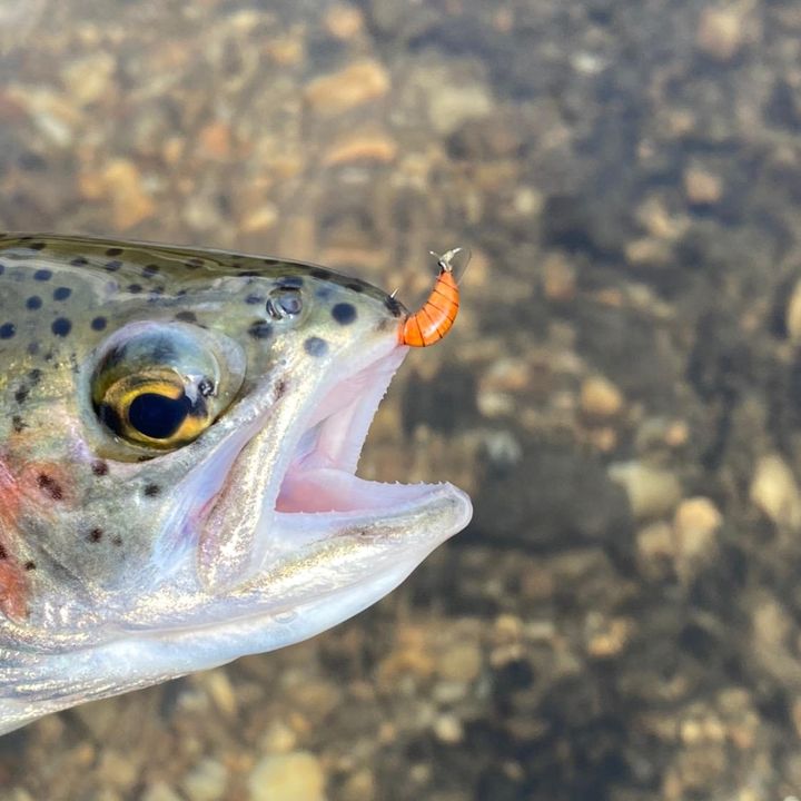FlyFishDelawhere