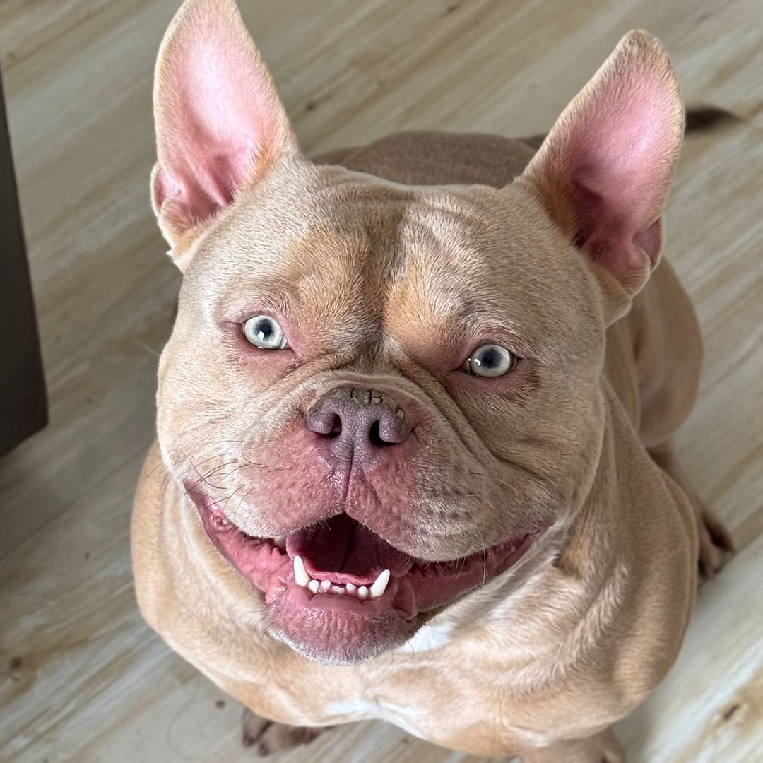 Ford, American Bully Micro