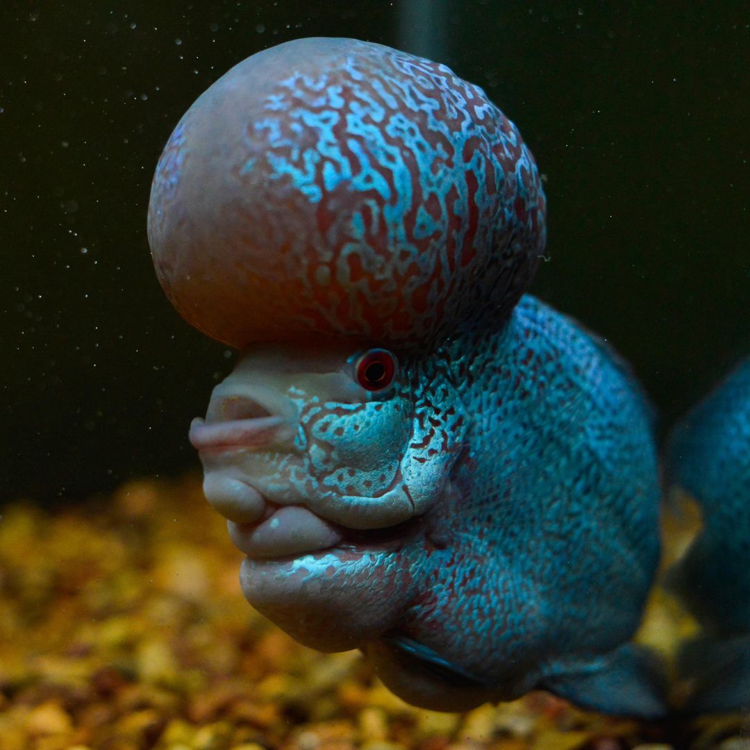 Frank the flowerhorn