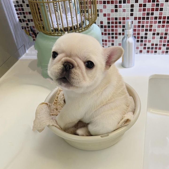 𝐅𝐫𝐞𝐧𝐜𝐡𝐢𝐞𝐬.𝐛𝐚𝐛𝐲