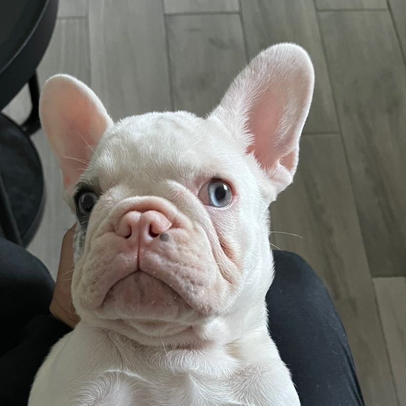 Porto the Frenchie