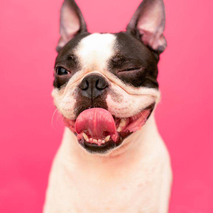 FunnyDogsoftiktok 🤣🤣