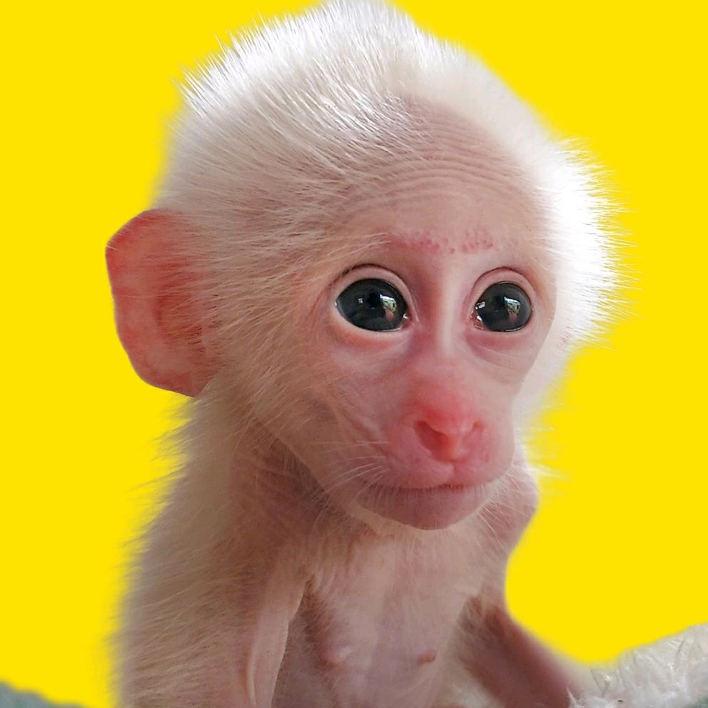 Funny Moon Monkey